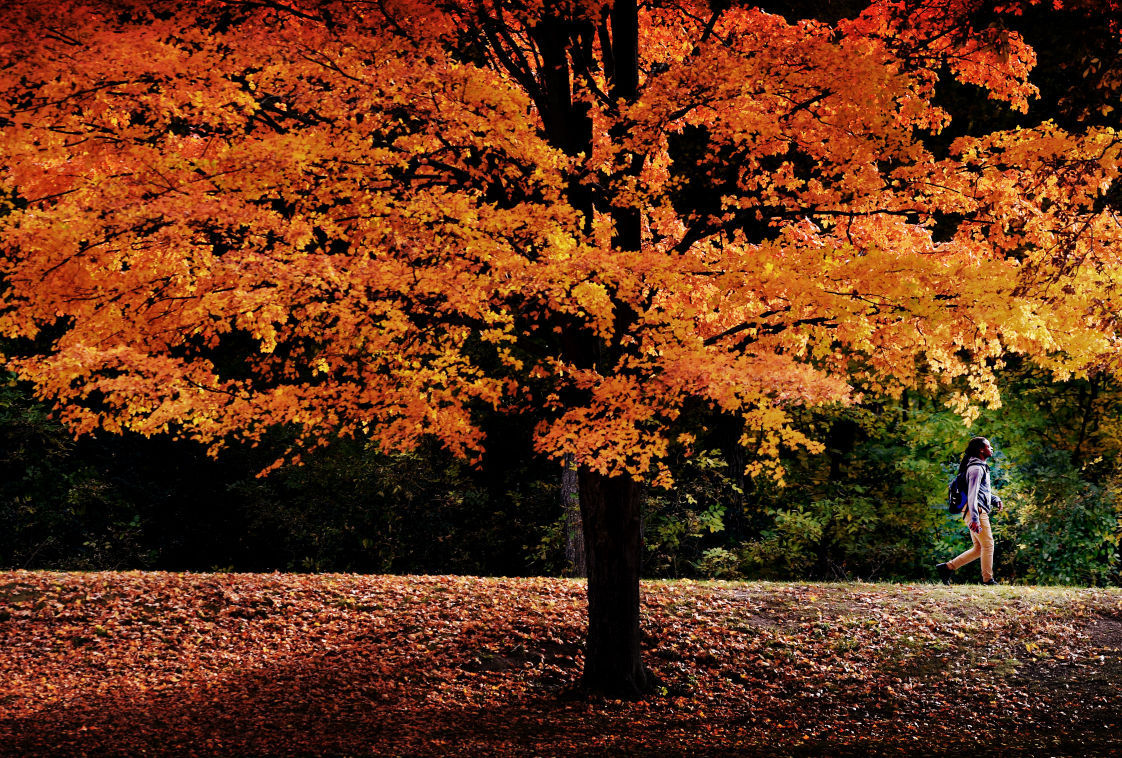 Autumn Walk
